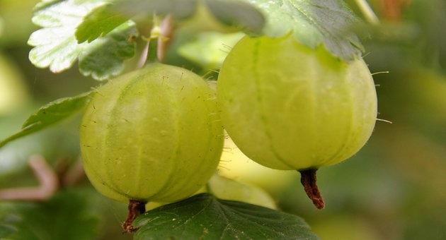 10 Amazing Health Benefits Of Amla (Indian Gooseberry) - Tata 1mg Capsules