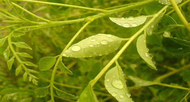 Neem