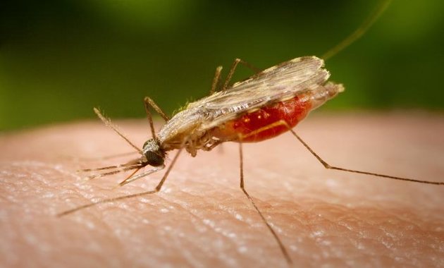 malaria