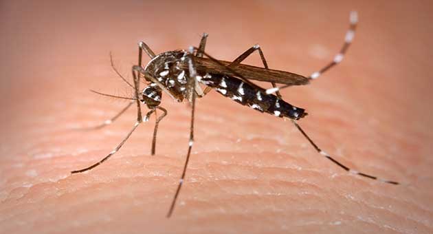 10 Things To Keep In Mind While Applying Mosquito Repellents