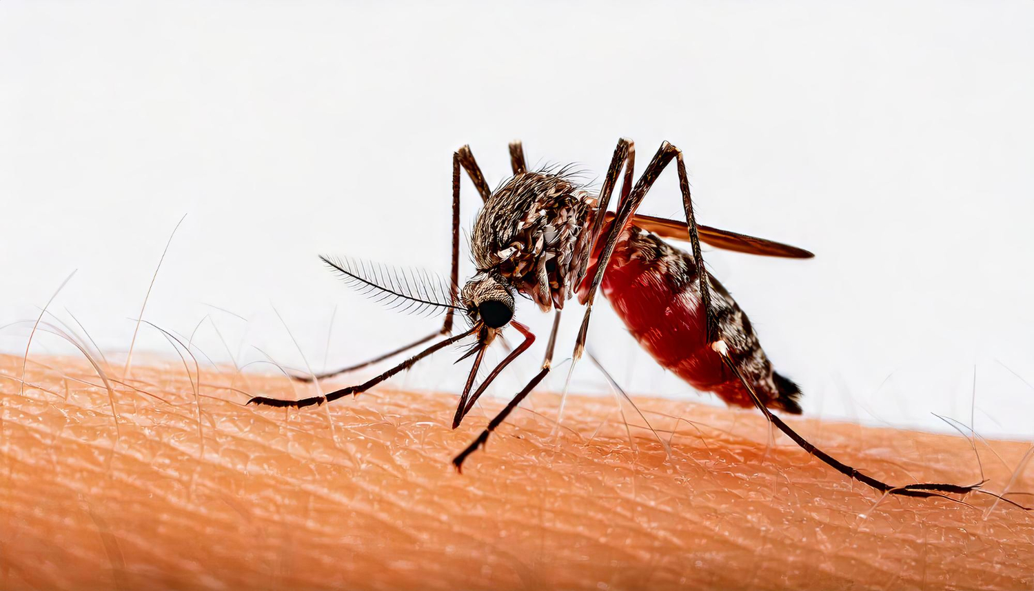 dengue
