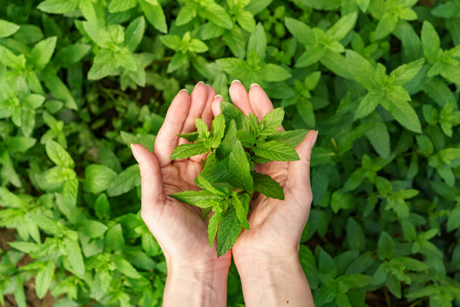 tulsi