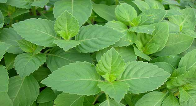 How To Use Tulsi Leaves For A Healthier You - Tata 1mg Capsules