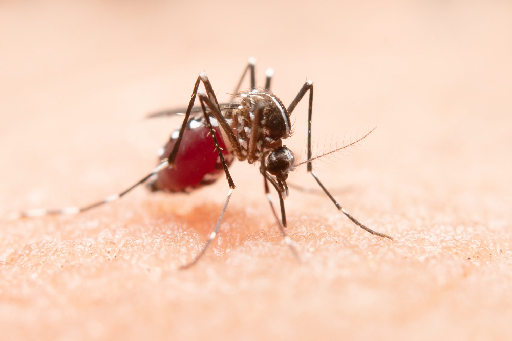 5 Facts About Chikungunya That You Should Know