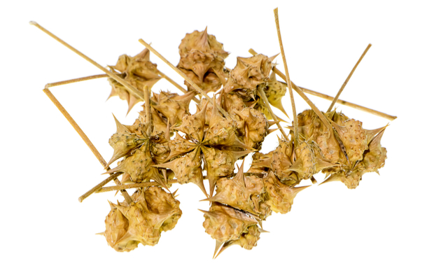 Gokhsura health benefits