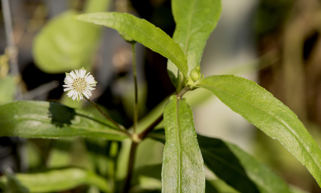 bhringraj benefits in Hindi