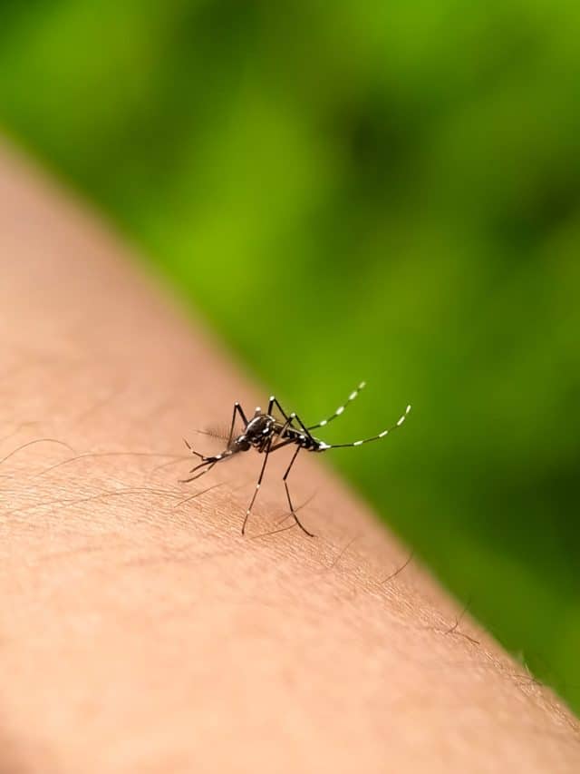 7 Easy Ways To Protect Yourself From Dengue