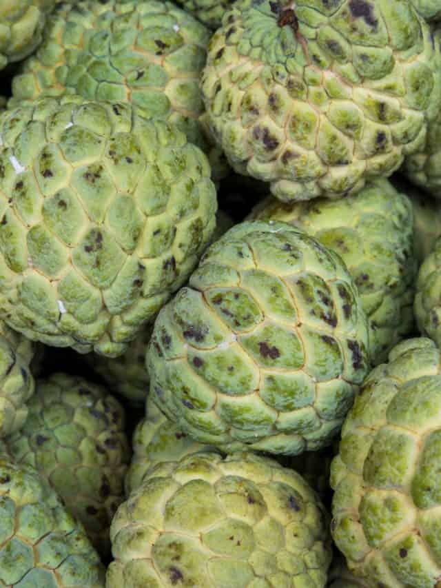 5 Health Benefits Of Custard Apple 5 Health Benefits Of Custard Apple