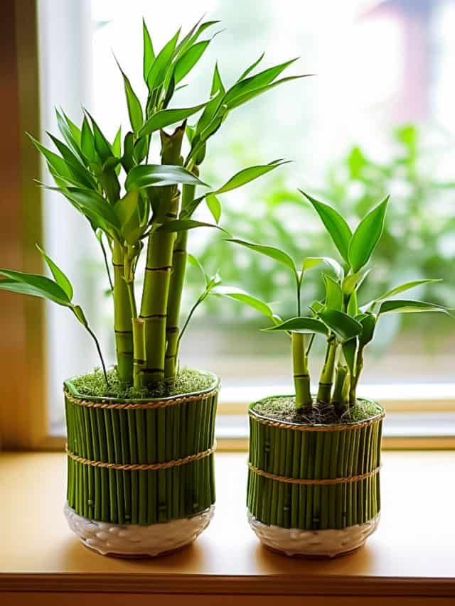 6 Tips To Care For Lucky Bamboos At Home 6 Tips To Care For Lucky Bamboos At Home