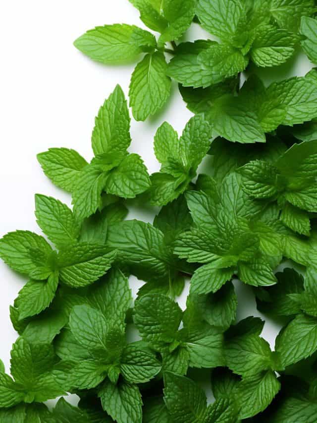 5 Benefits Of Adding Pudina Leaves In Your Diet Tata 1mg Capsules