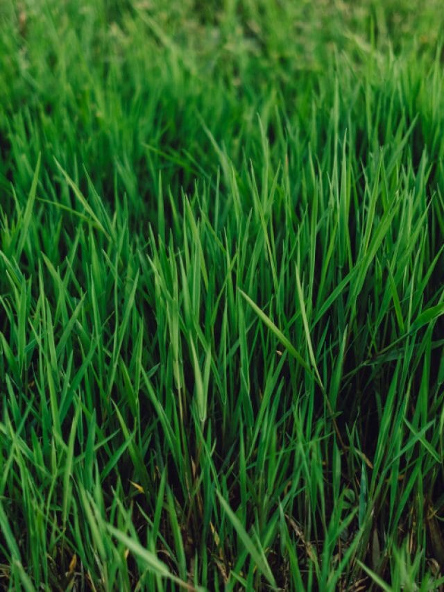 Amazing Benefits Of Drinking Wheatgrass Juice Amazing Benefits Of Drinking Wheatgrass Juice