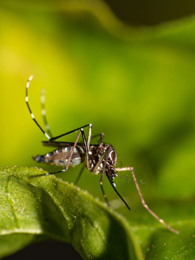 5 Tips To Keep Your Child Safe From Mosquito
