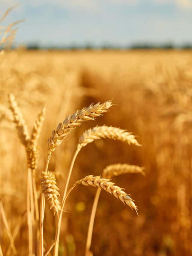 6 Reasons to Add Millets in Your Diet 6 Reasons to Add Millets in Your Diet