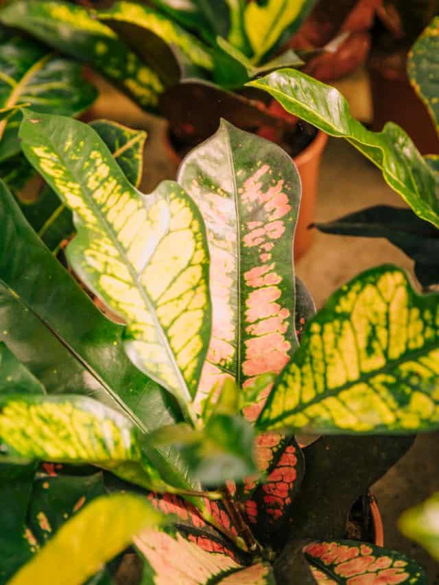 7 Tips To Protect Your Plants In Summer