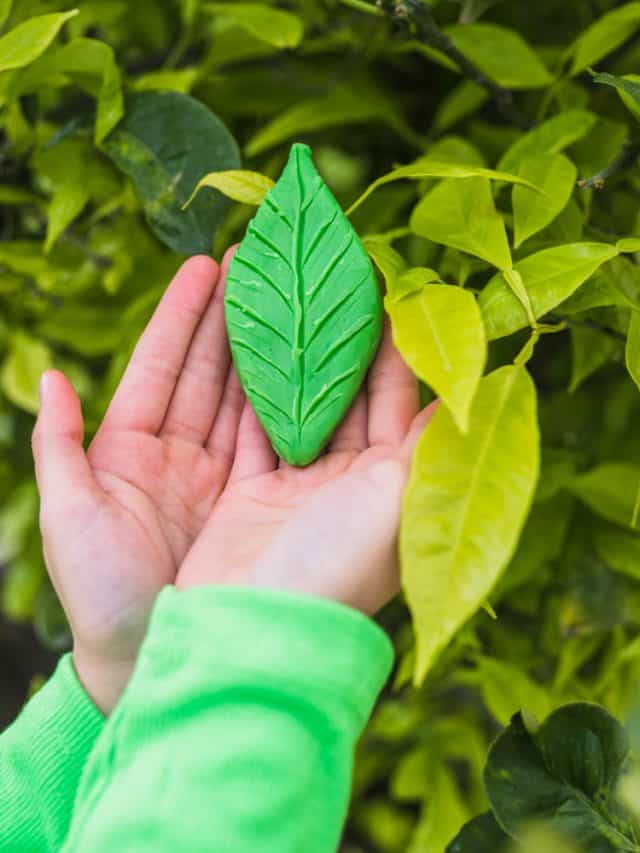 7 Medicinal Leaves To Maintain Blood Sugar Level