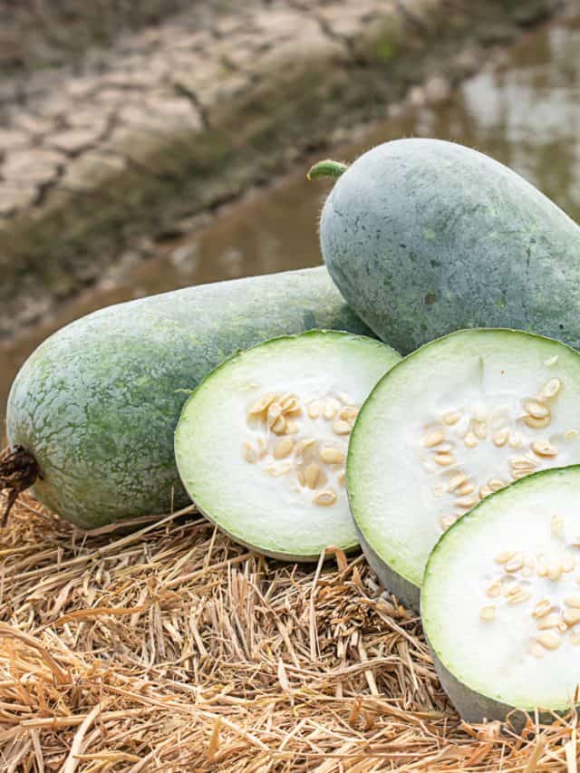 Amazing Health Benefits Of Ash Gourd Juice