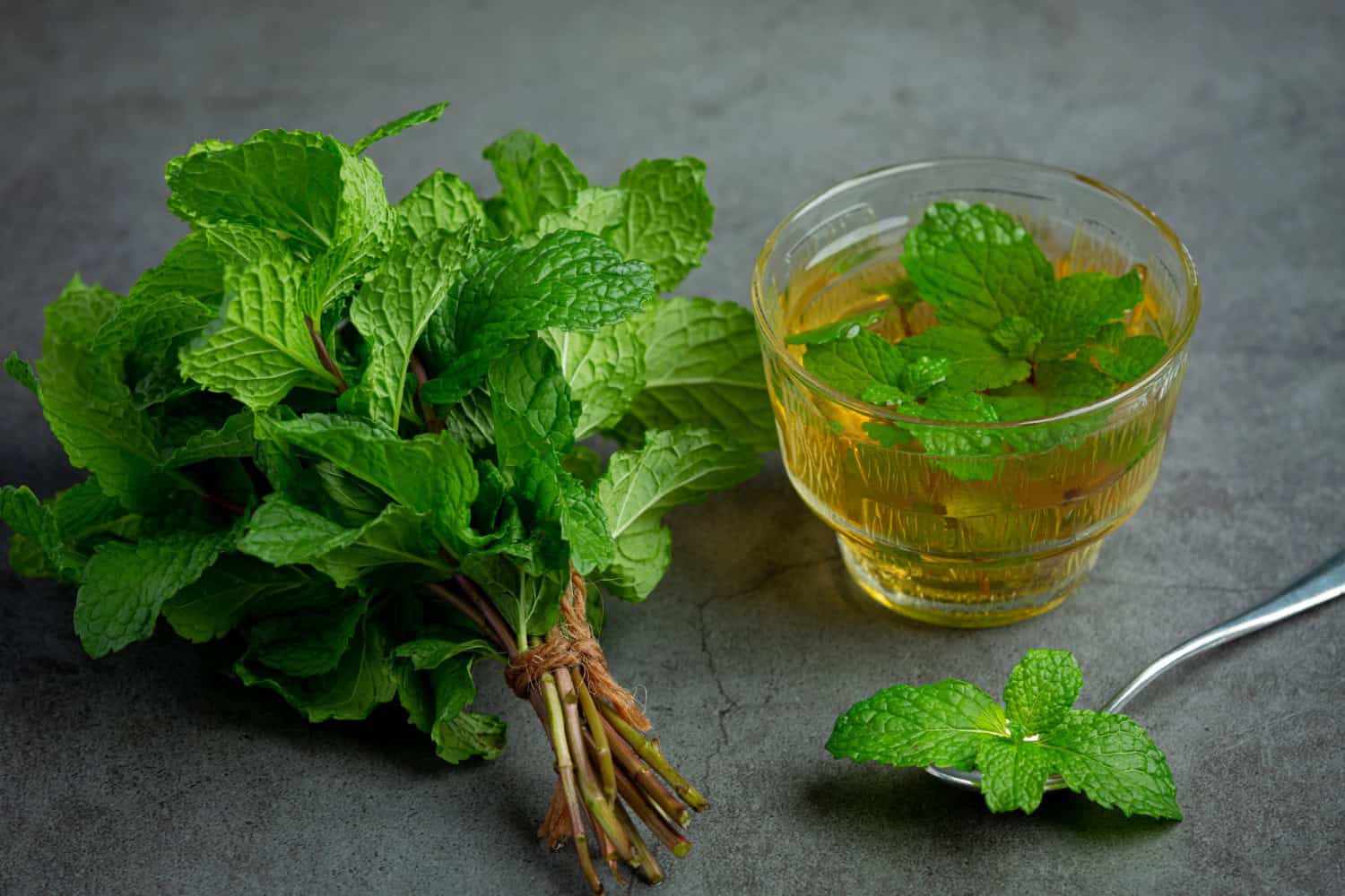 Tulasi holy basil