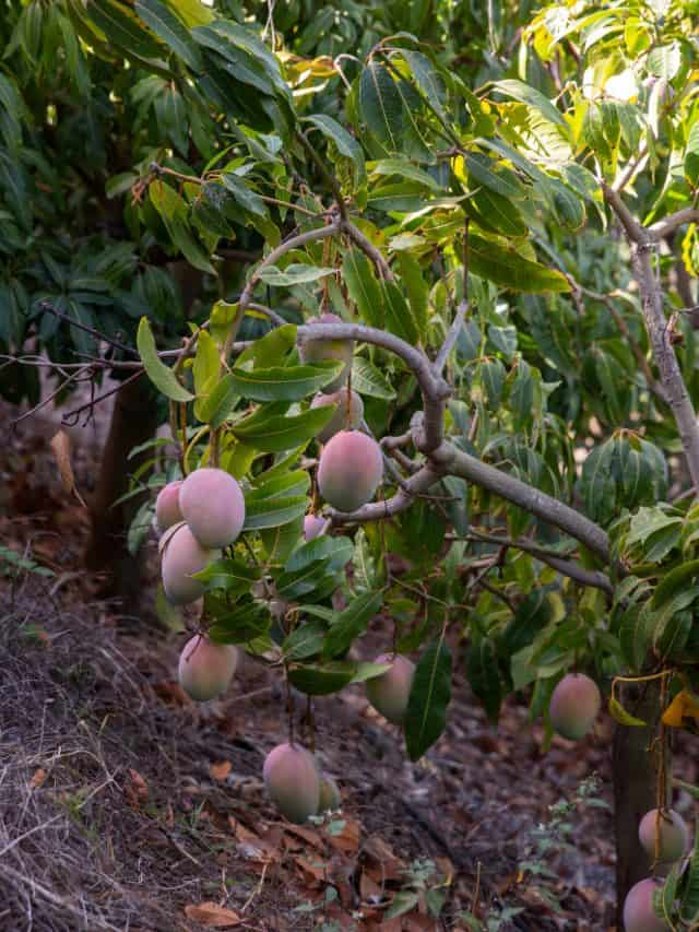 9 Benefits Of Eating Raw Mangoes In Summer 9 Benefits Of Eating Raw Mangoes In Summer