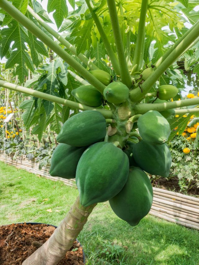 7 Health Benefits Of Eating Cooked Green Papaya 7 Health Benefits Of Eating Cooked Green Papaya
