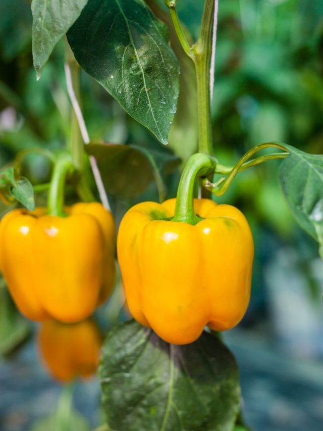 7 Health Benefits Of Yellow Bell Pepper 7 Health Benefits Of Yellow Bell Pepper