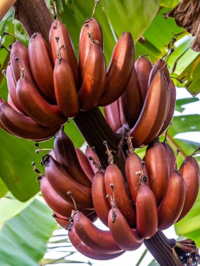 How Do Red Bananas Aid In Weight Loss?