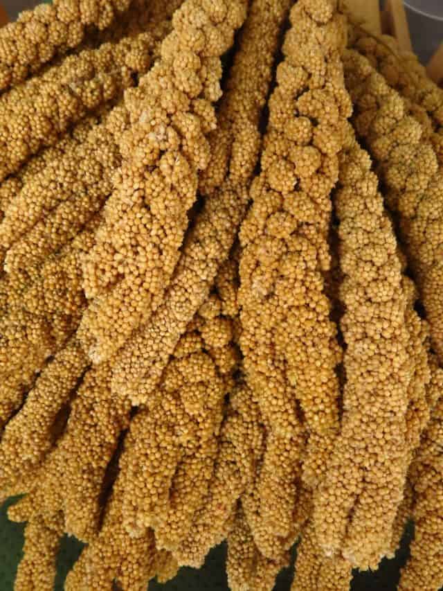 5 Health Benefits Of Foxtail Millet 5 Health Benefits Of Foxtail Millet
