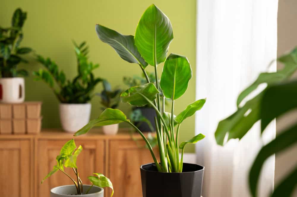 buy ginseng plants American Ginseng – Experimental Farm Network Seed Store