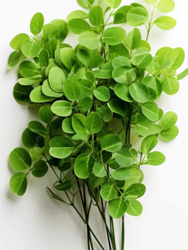 7 Health Benefits Of Moringa Leaves 7 Health Benefits Of Moringa Leaves