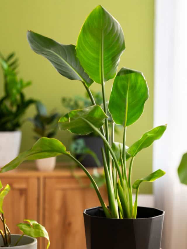 6 Best Air-Purifying Plants According To NASA