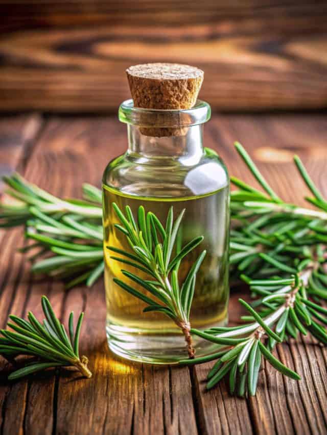 How To Make Rosemary Oil For Hair & Skin