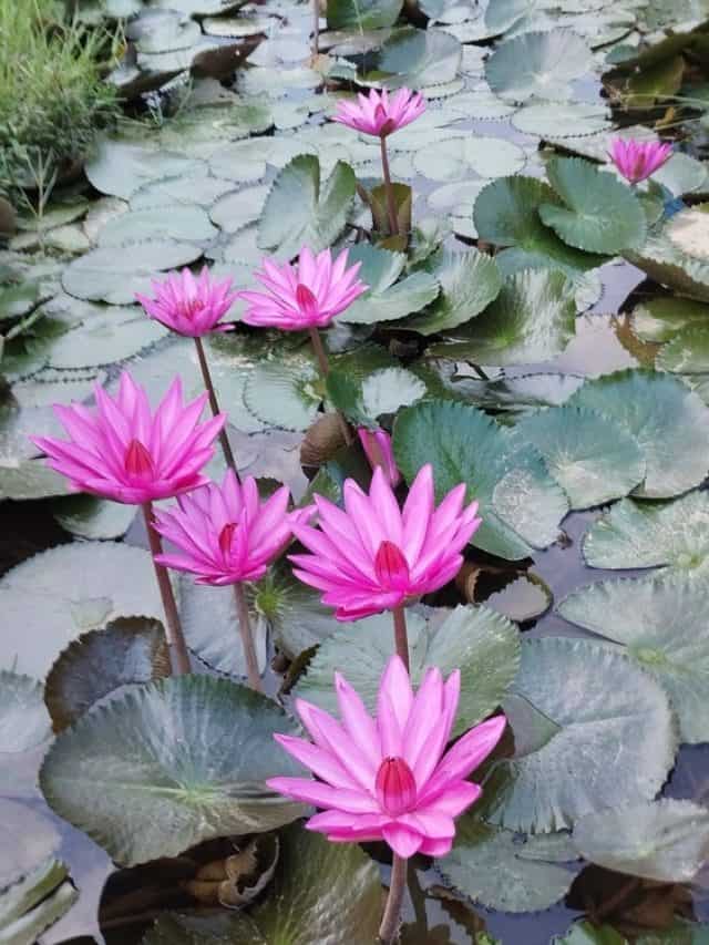 7 Amazing Health Benefits Of Lotus Plant 7 Amazing Health Benefits Of Lotus Plant