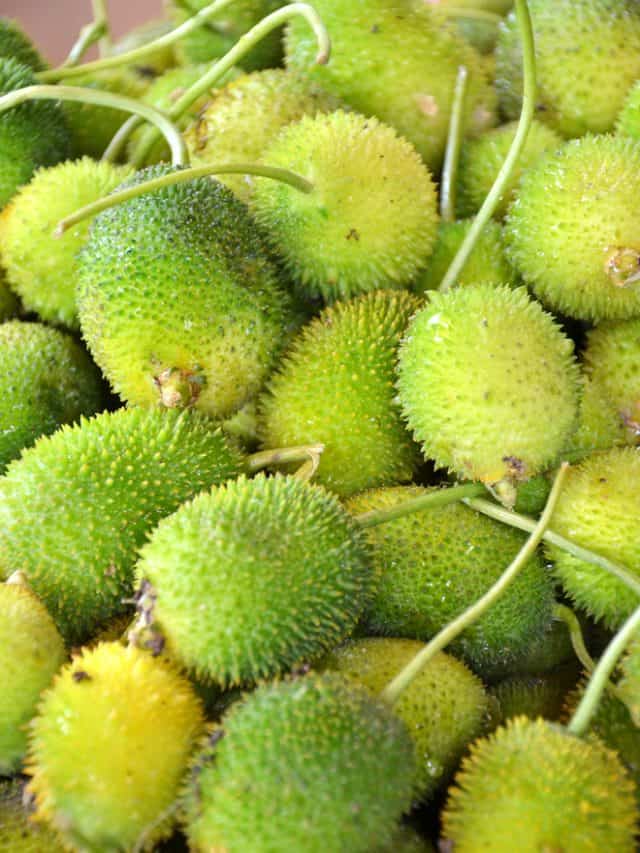 7 Health Benefits Of Spiny Gourd 7 Health Benefits Of Spiny Gourd