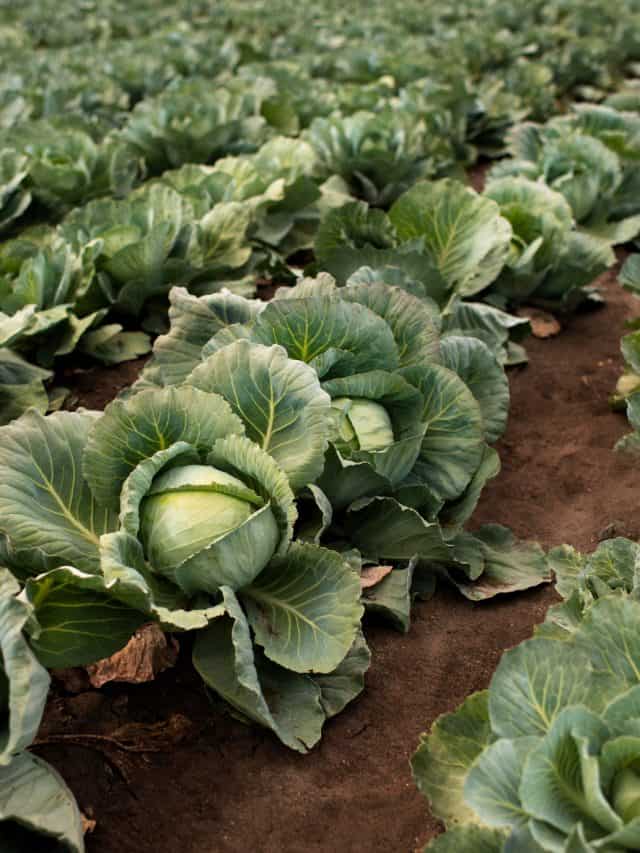 6 Healthy Ways To Add Cabbage To Your Dinner 6 Healthy Ways To Add Cabbage To Your Dinner