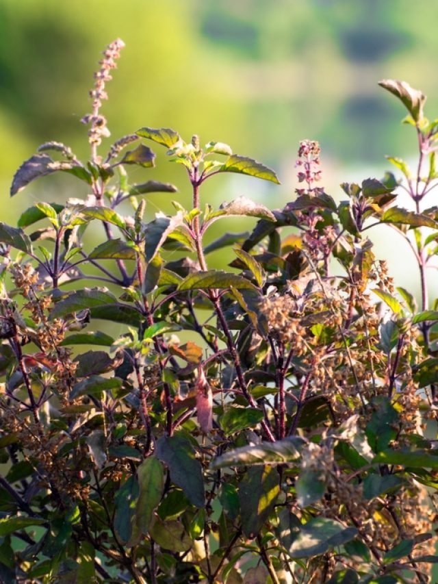 8 Benefits Of Having Tulsi Every Morning 8 Benefits Of Having Tulsi Every Morning