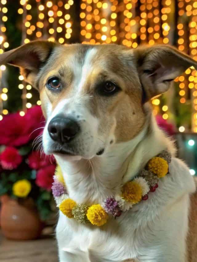 7 tips for keeping your pets safe during Diwali 7 tips for keeping your pets safe during Diwali