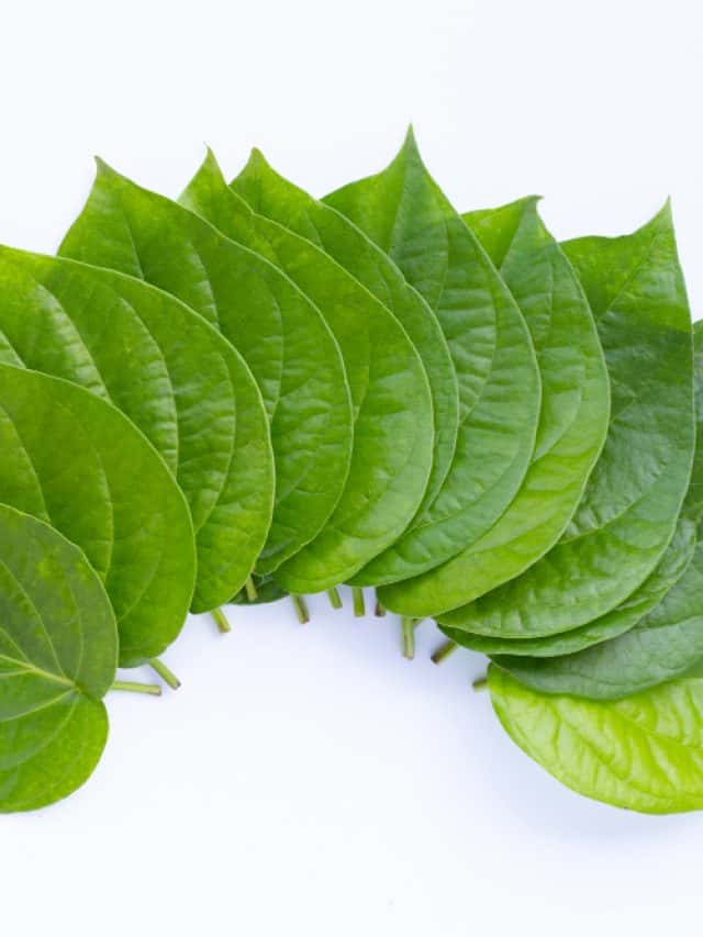 5 surprising health benefits of betel leaf