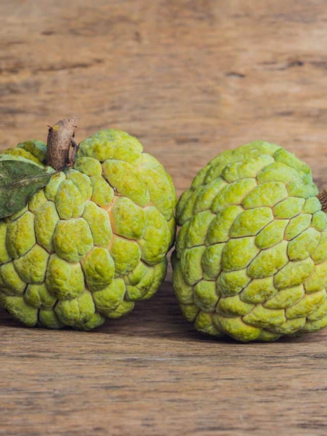 Why custard apple should be your go-to winter fruit?