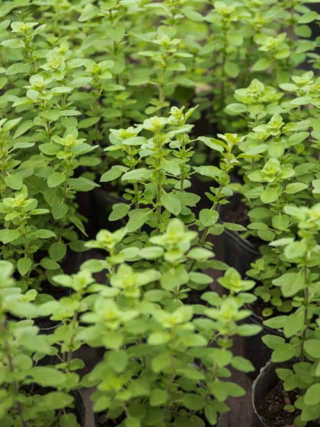 Unlock the top 5 healing power of Tulsi
