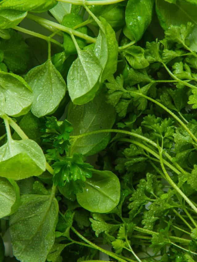 5 reasons to include methi, palak & sarson in your winter diet