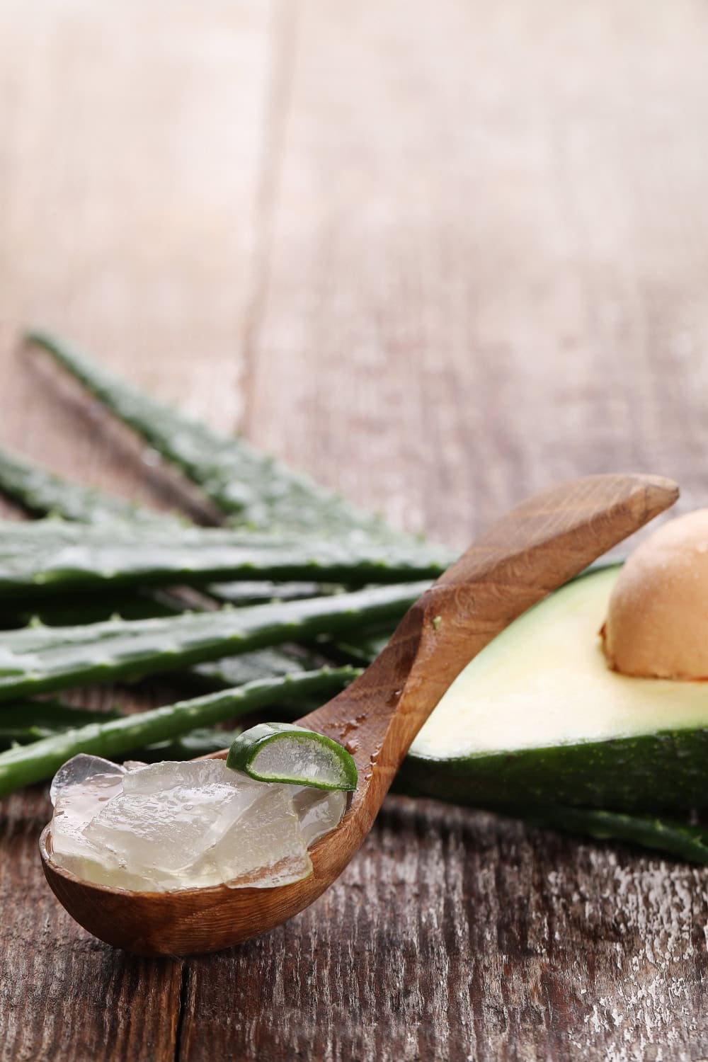 aloe vera pflanze kaufen baumarkt Aloe vera (Echte Aloe) kaufen main image 0