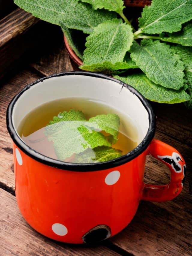 6 benefits of tulsi tea in winter 6 benefits of tulsi tea in winter