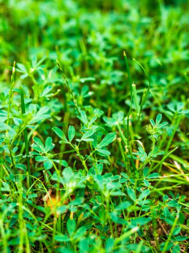 5 reasons to enjoy fenugreek leaves this winter 5 reasons to enjoy fenugreek leaves this winter