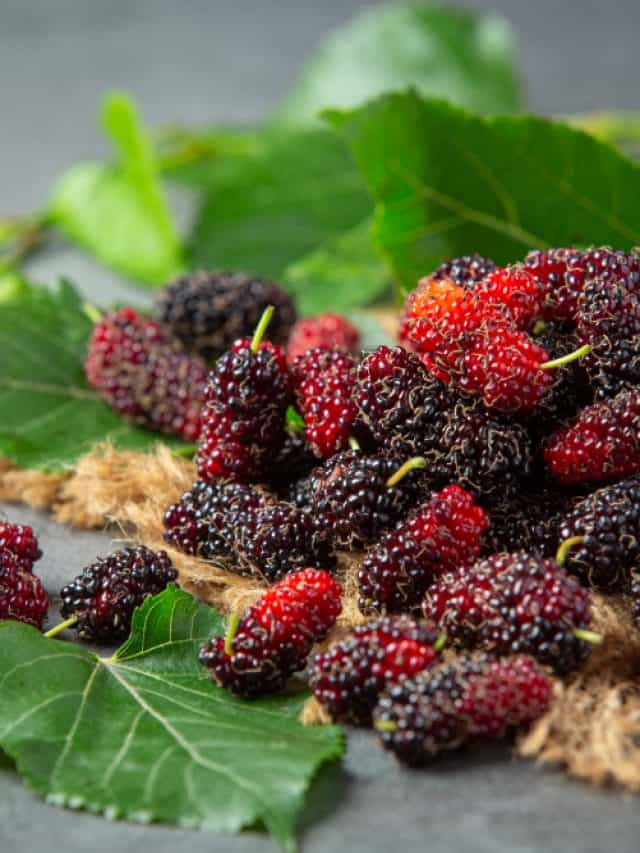 5 amazing benefits of mulberries you should know 5 amazing benefits of mulberries you should know