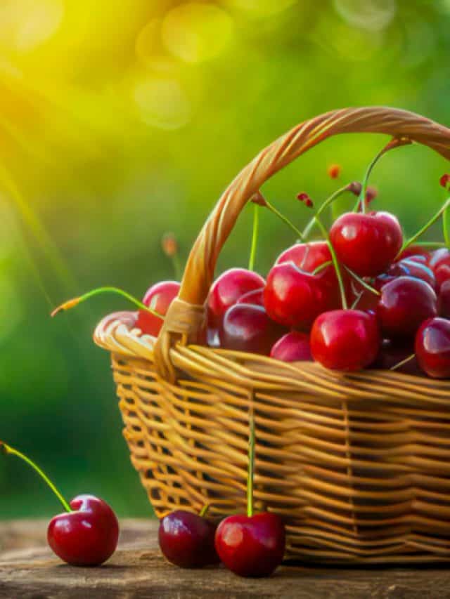 5 incredible health benefits of cherries you didn’t know 5 incredible health benefits of cherries you didn’t know