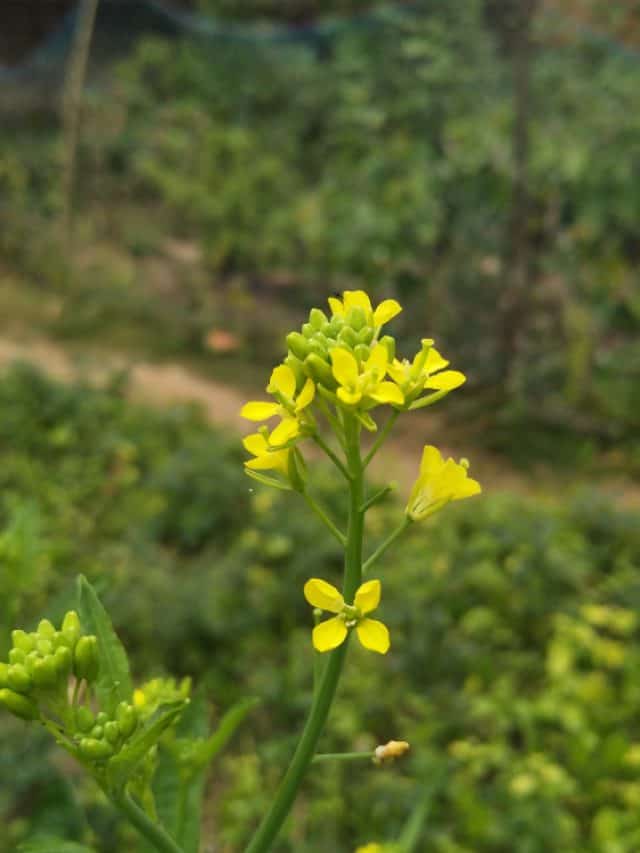 5 incredible health benefits of mustard leaves