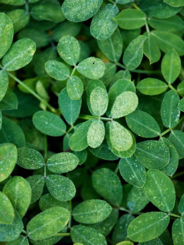 5 ways to use moringa leaves for better health
