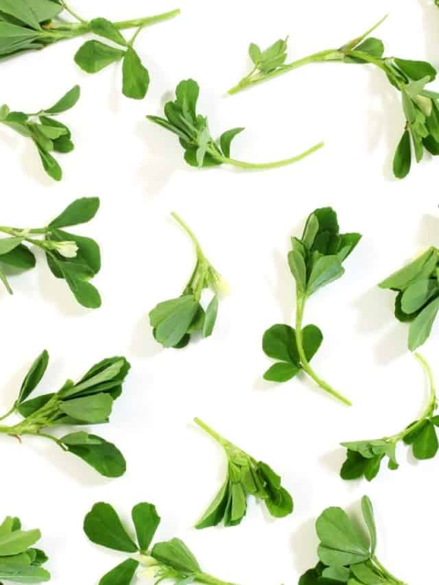 5 surprising health benefits of fenugreek leaves 5 surprising health benefits of fenugreek leaves