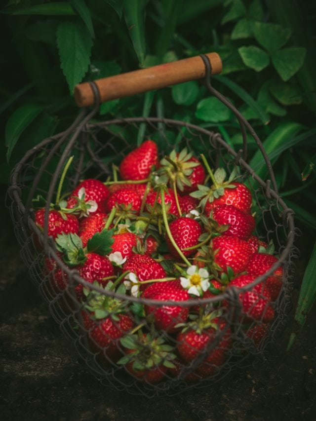 Strawberries: Sweet treat or hidden risk?