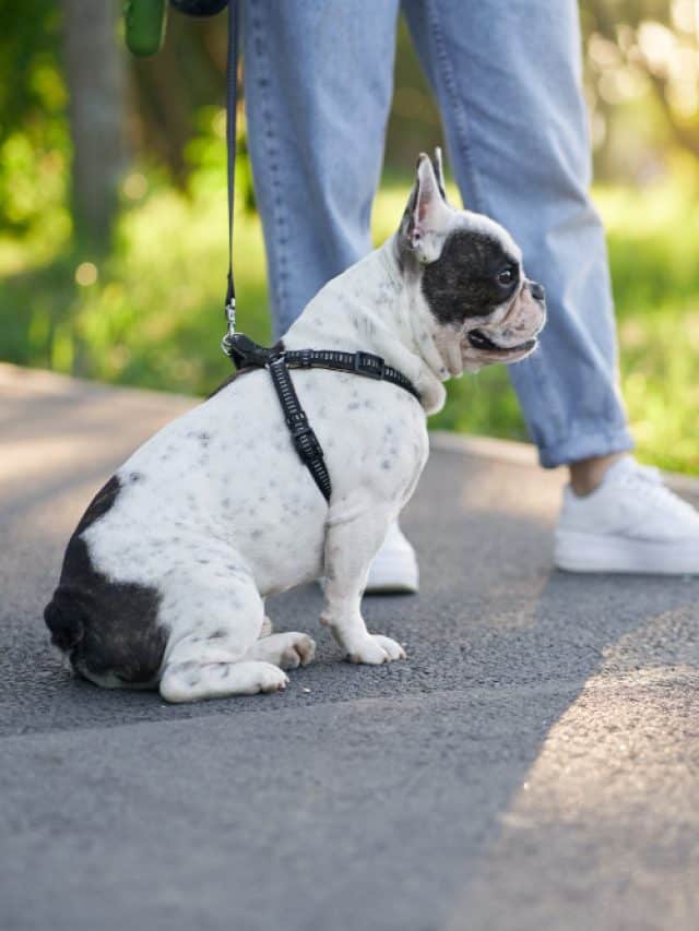 6 amazing reasons dog walks boost your health & happiness