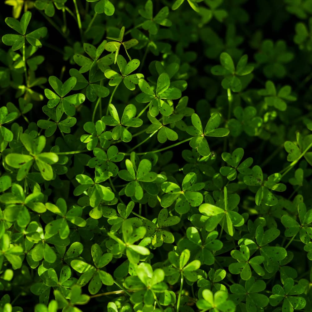 6 ways Brahmi can boost your hair growth naturally - Tata 1mg Capsules
